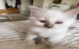 Birman cats for sale: Pedigree Birmans kittens for sale - Image 17