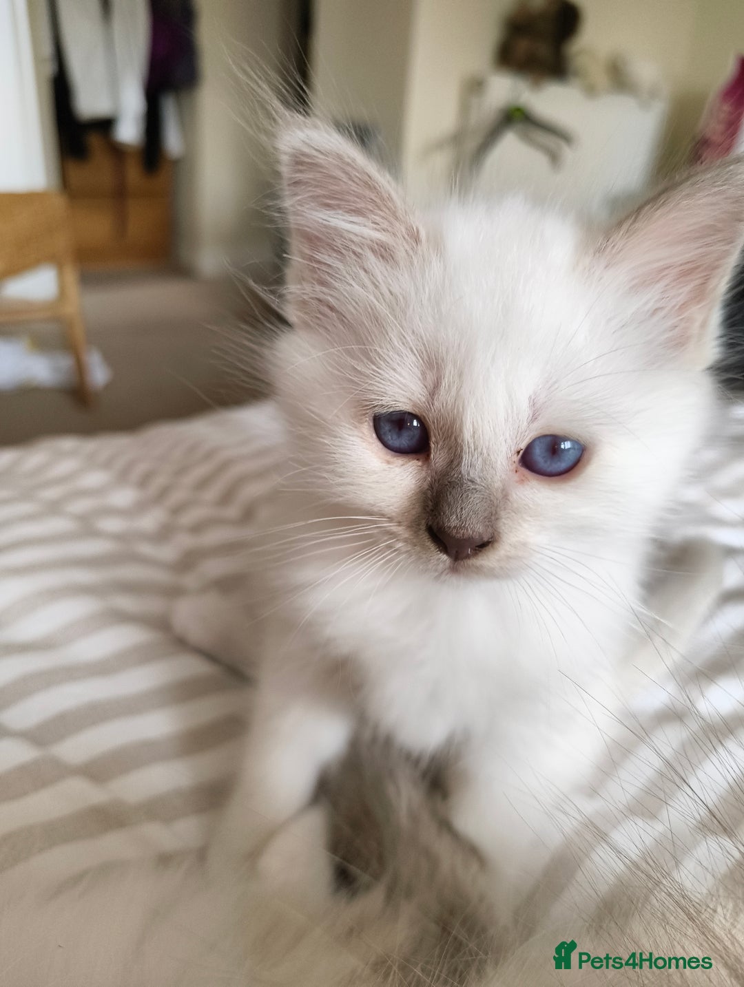 Birman cats for sale: Pedigree Birmans kittens for sale - Image 17