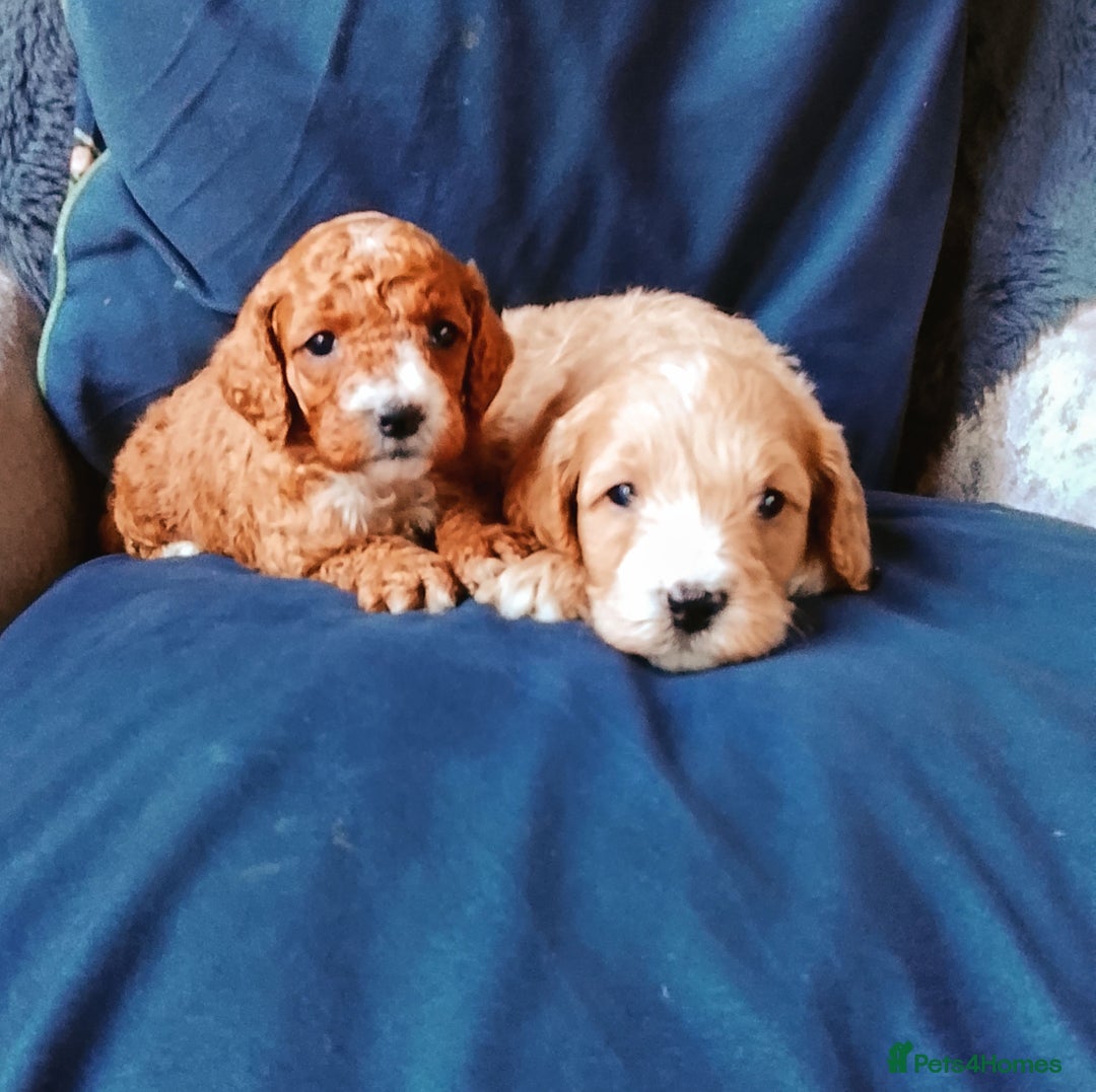 Cavapoo dogs for sale: F1b Cavapoo Puppies  - Advert 4