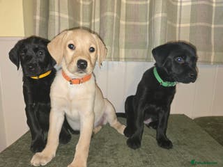 Labrador Retriever dogs Ready to Leave - Last 3 Labrador Puppies - Advert 14