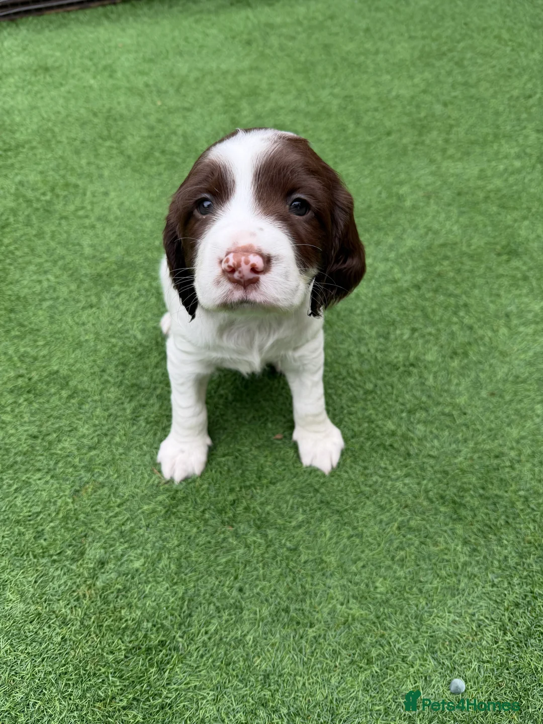 English Springer Spaniel dogs for sale: English springer spanial - Advert 2