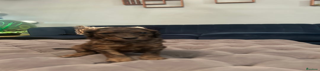Cockapoo Puppy 1