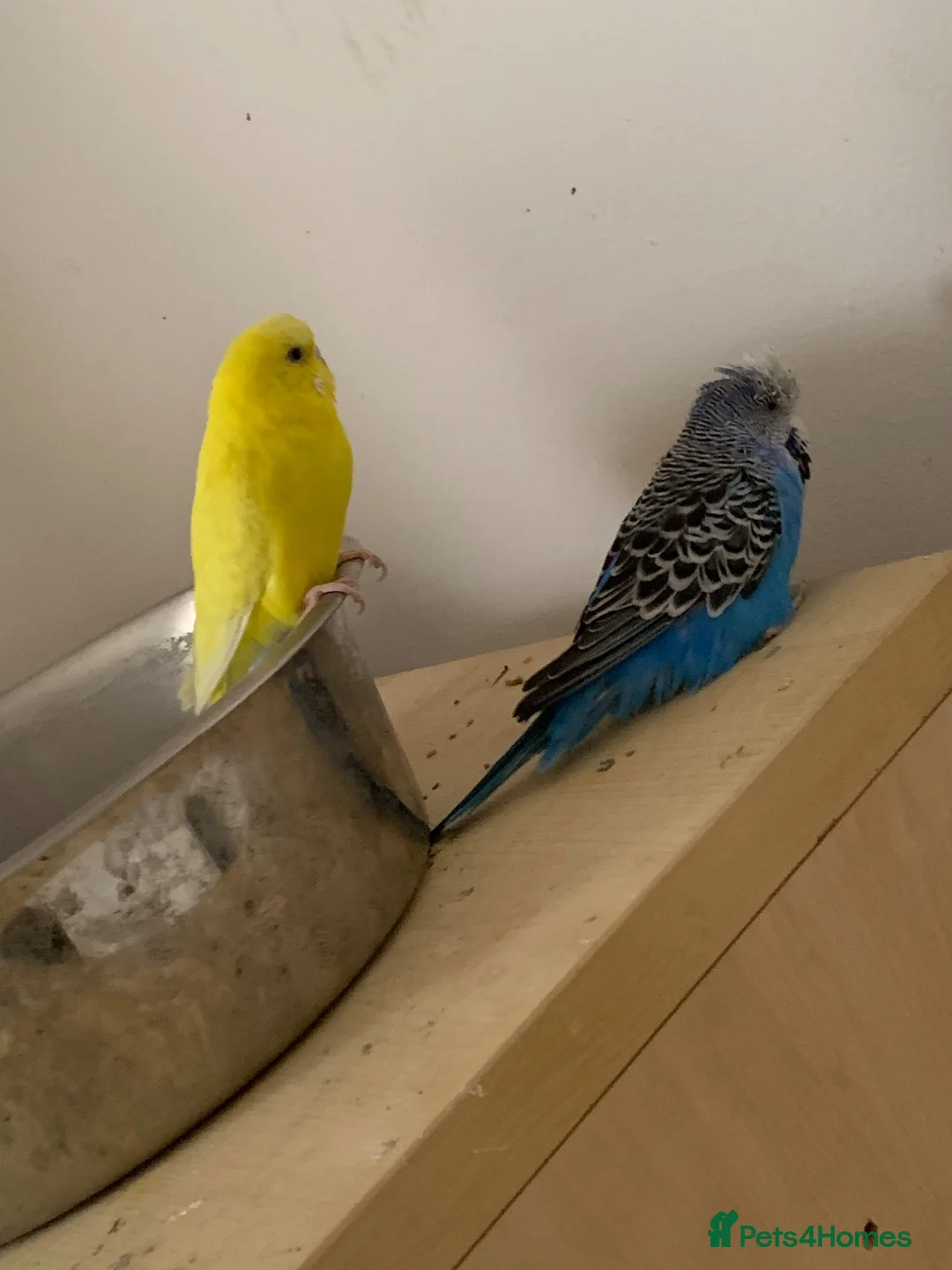 Budgerigars birds for sale: Budgies and canaries  - Advert 2