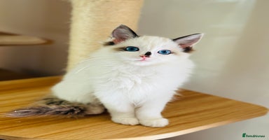 Ragdoll cats - Advert 15