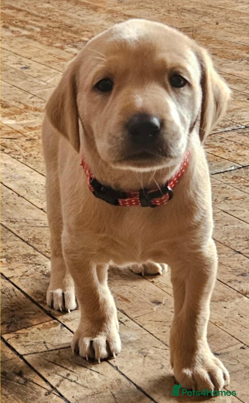 Labrador Retriever dogs Labrador retriver black and fox red puppies - Advert 6