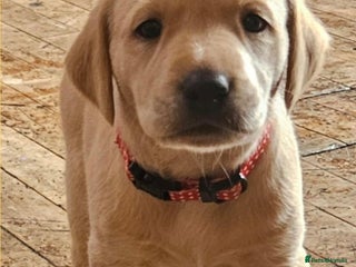 Labrador Retriever dogs Labrador retriver black and fox red puppies - Advert 6