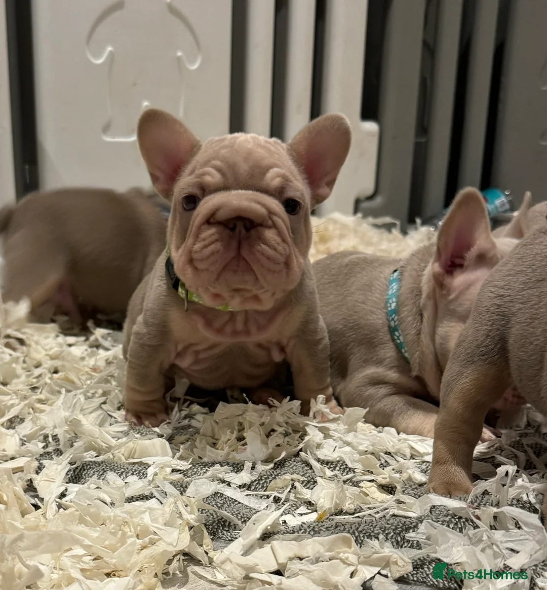 French Bulldog dogs for sale: High quality French bulldogs puppies  - Advert 29