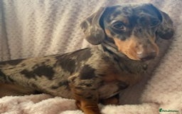 Dachshund dogs for stud: Miniature Dachshund Stud Kc registered & Pra clear in Stowmarket - Image 5