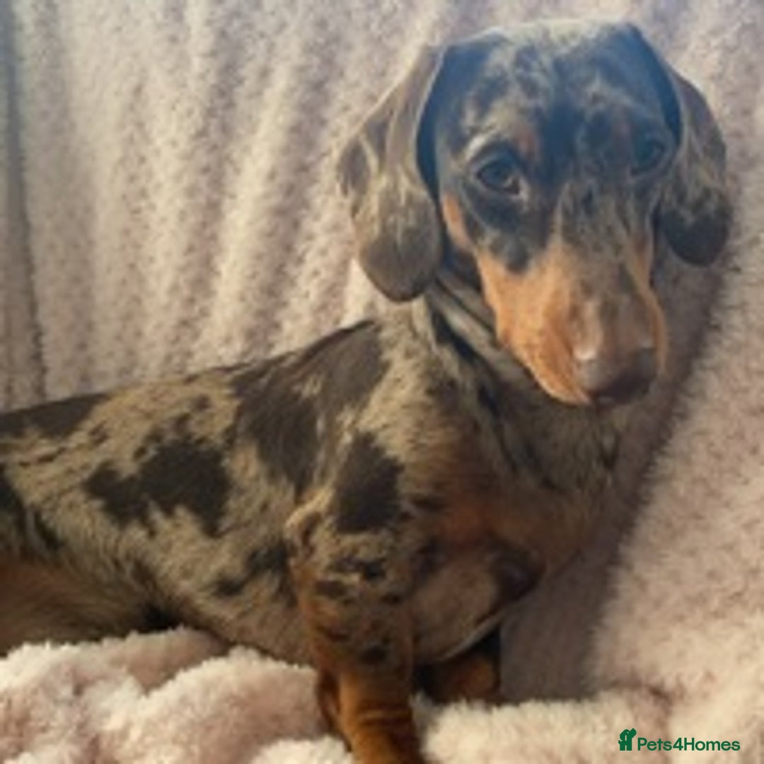 Dachshund dogs for stud: Miniature Dachshund Stud Kc registered & Pra clear in Stowmarket - Image 5