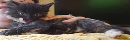 Mixed Breed cats for sale: KITTENS READY NOW - Advert 15