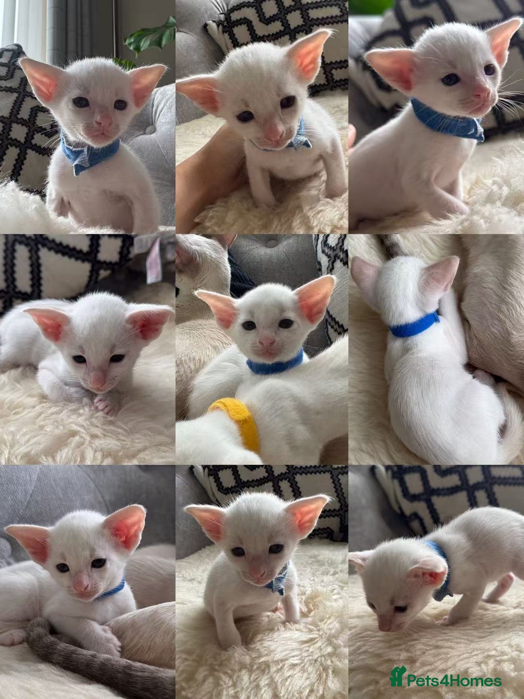 Siamese cats for sale: Beautiful Siamese Kittens – Ready February - Advert 25