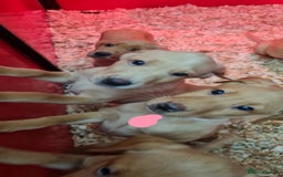 Labrador Retriever dogs for sale: Labrador Fox Red - Image 19