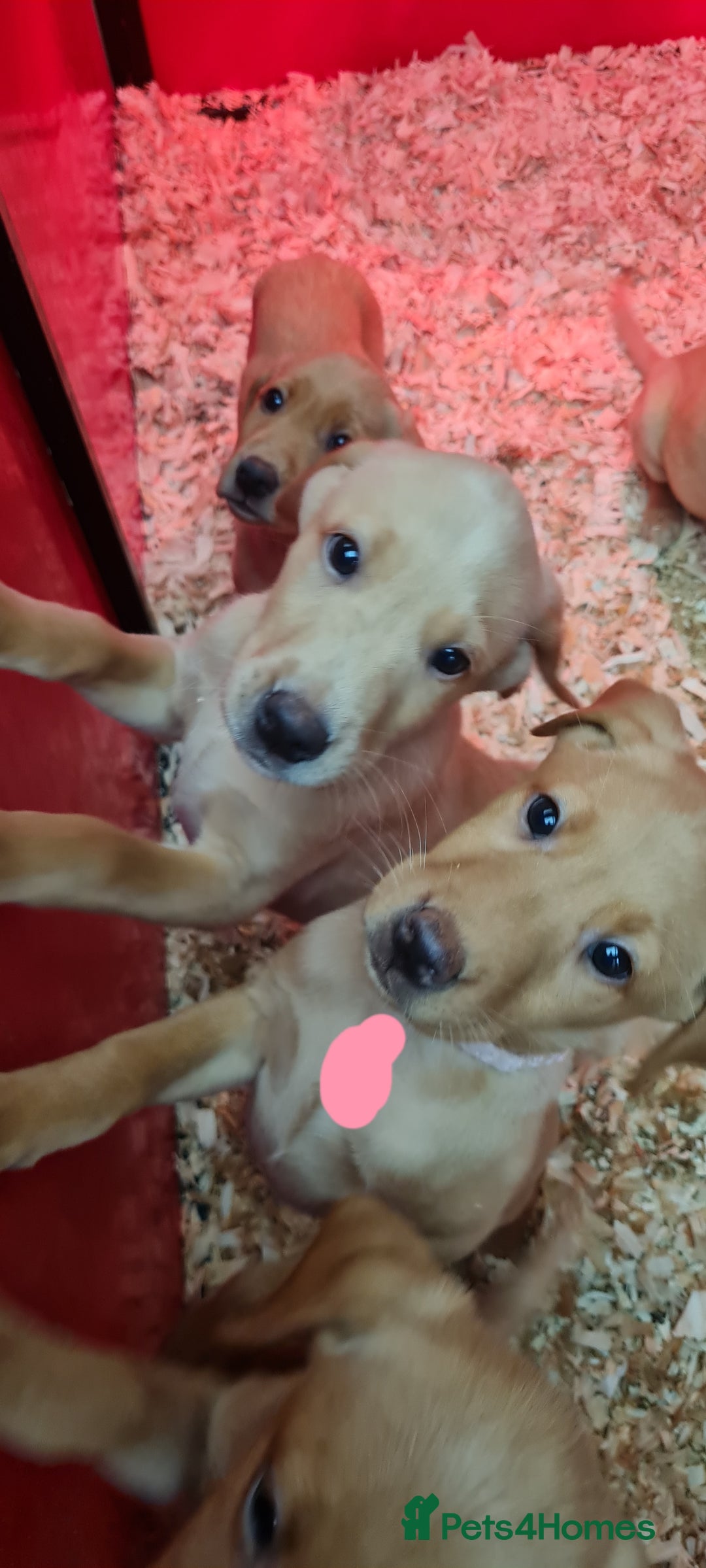 Labrador Retriever dogs for sale: Labrador Fox Red - Image 19