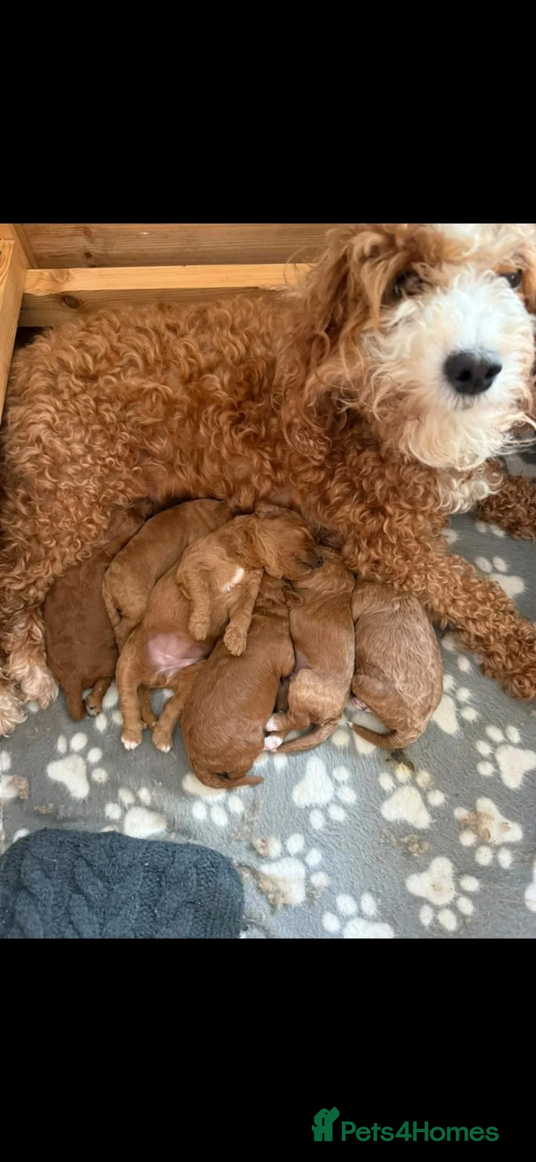 Sproodle dogs for sale: Stunning Red Sproodles  - Advert 6