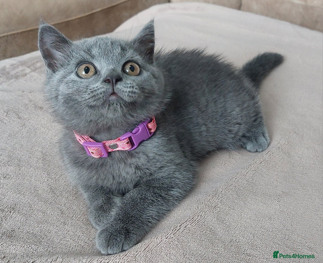 Brazilian Shorthair cats for sale: British short hair kittens  - Image 8