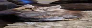 Maine Coon 1