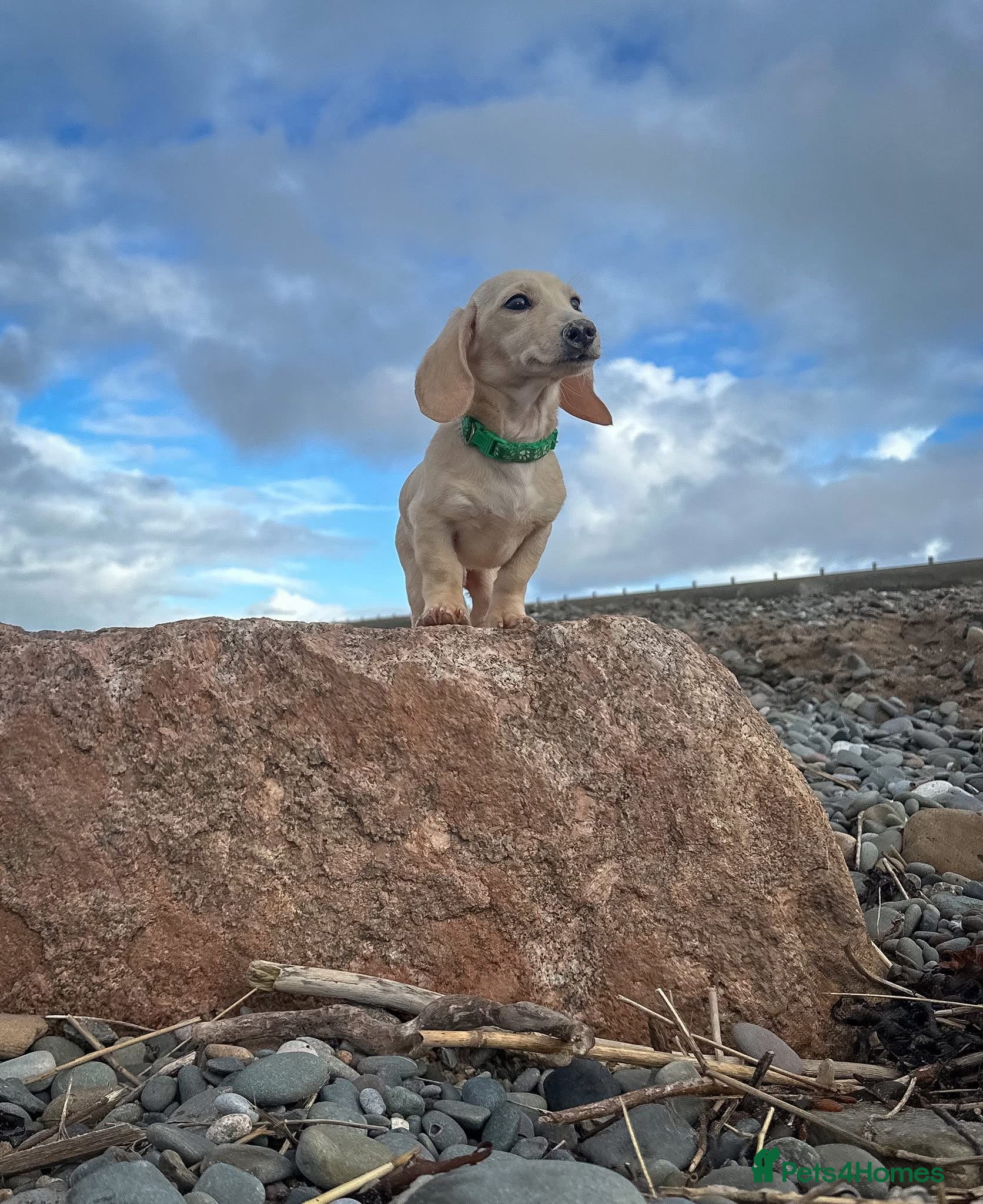 Miniature Dachshund dogs Cream miniature dachshunds boy only  - Advert 2