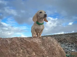 Miniature Dachshund dogs Cream miniature dachshunds boy only - Advert 2