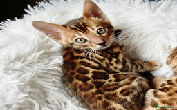 Bengal cats for sale: Beautiful Bengal kittens  - Image 7