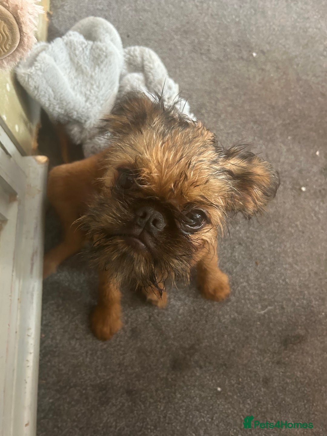 Griffon Bruxellois dogs for sale: Wolfy - Image 2