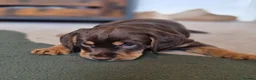 Cockerdor dogs for sale: F1b cockerdors - Advert 20