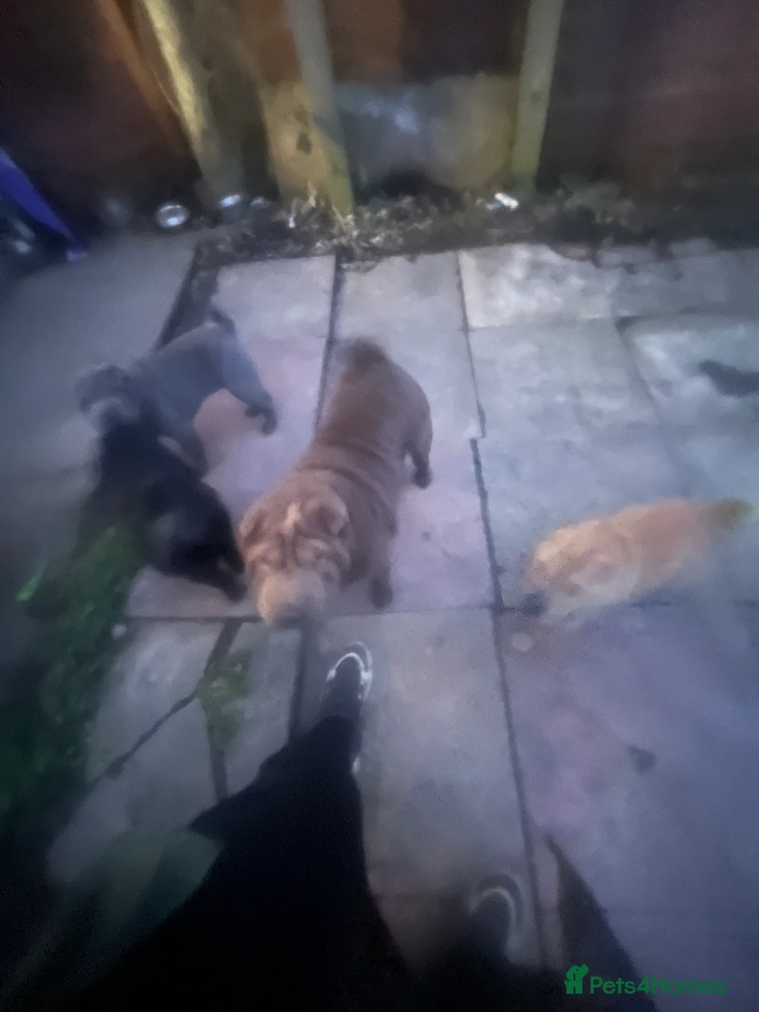 Shar Pei dogs for sale: Mr grey  in Kidderminster - Advert 2