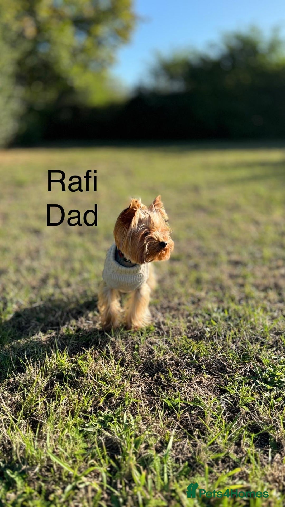 Yorkshire Terrier dogs for sale: Adorable yorkie puppies  - Image 7