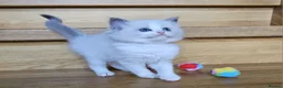 Ragdoll cats for sale: Ragdoll kittens  - Advert 5