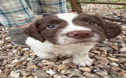 English Springer Spaniel dogs for sale: Beautiful Springer Dog - Image 3