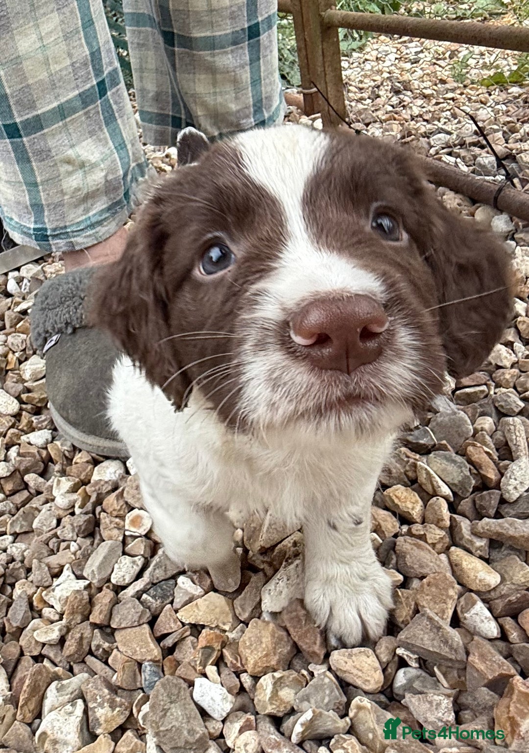 English Springer Spaniel dogs for sale: Beautiful Springer Dog - Image 3