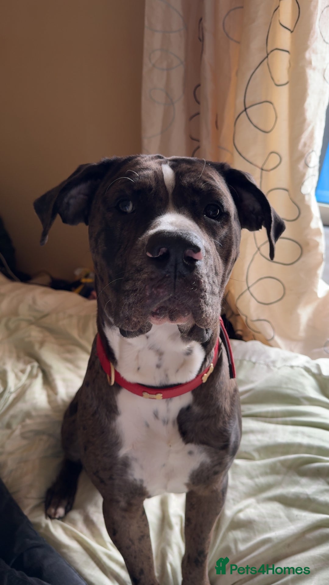 Mixed Breed dogs for sale: Rocco - Advert 9