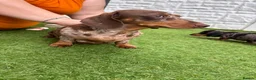 Miniature Dachshund dogs for sale: Miniature dachshund  - Advert 1