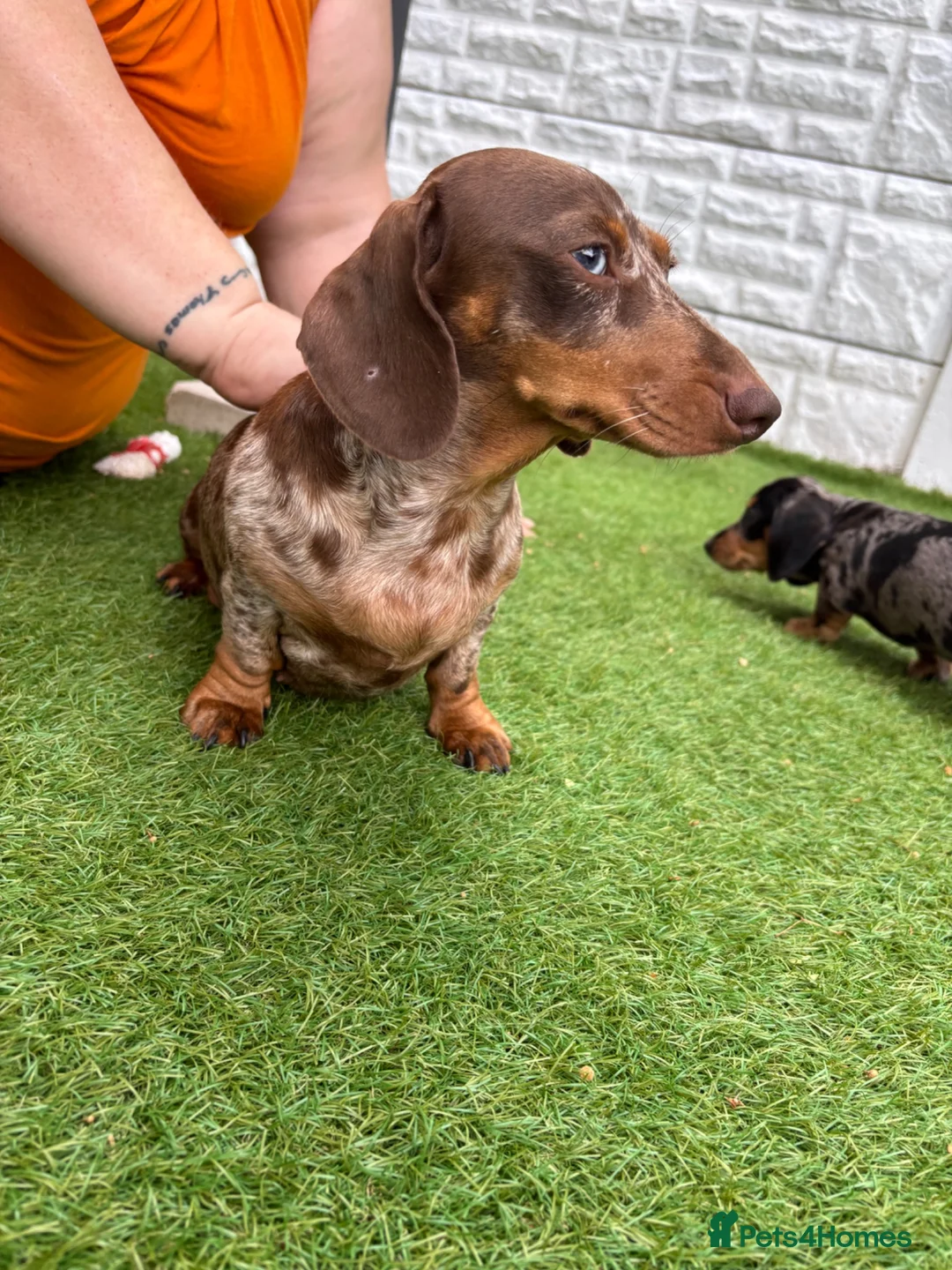 Miniature Dachshund dogs for sale: Miniature dachshund  - Advert 1