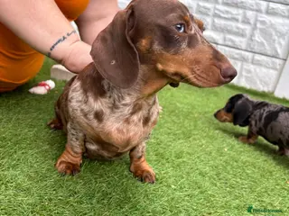 Miniature Dachshund dogs Miniature dachshund - Advert 2