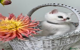 British Shorthair cats for sale: 🩵Silver shaded British short hair kitten 🩵 - Image 3