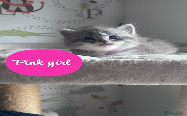 Maine Coon cats - Advert 4
