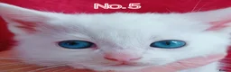 Mixed Breed cats for sale: Ready Now - Trained Ragdoll Mix Kittens Blue Eyes - Advert 16