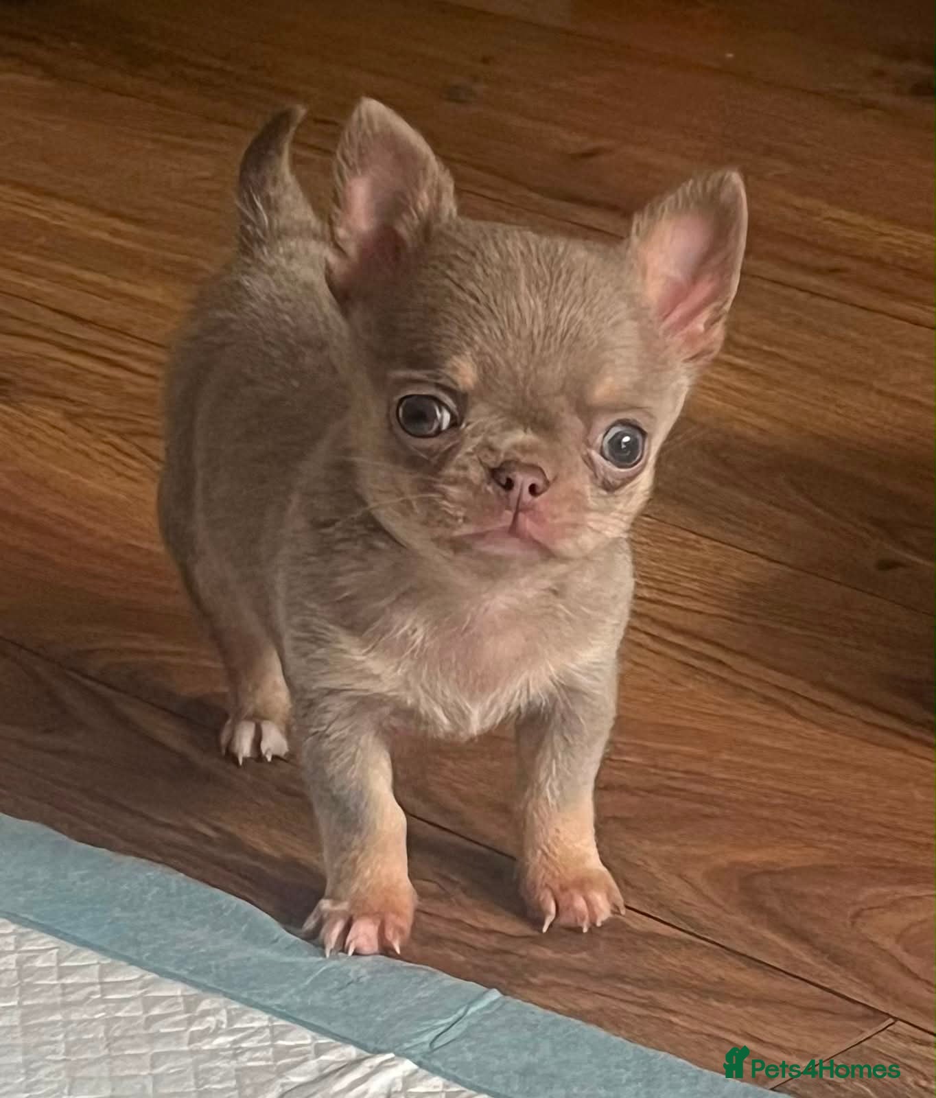 Chihuahua dogs BEAUTIFUL LILAC AND TAN BOY - Advert 17