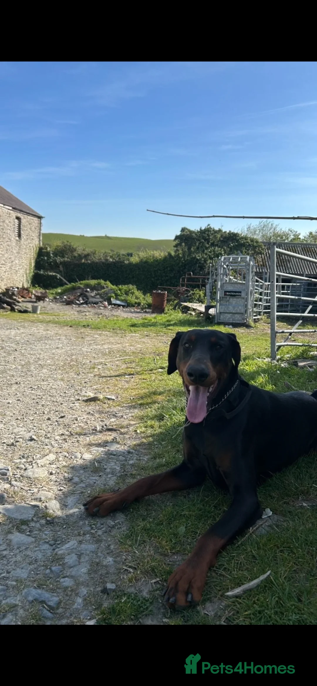 Dobermann dogs for stud: Stud Service Available – Rocco - Advert 3