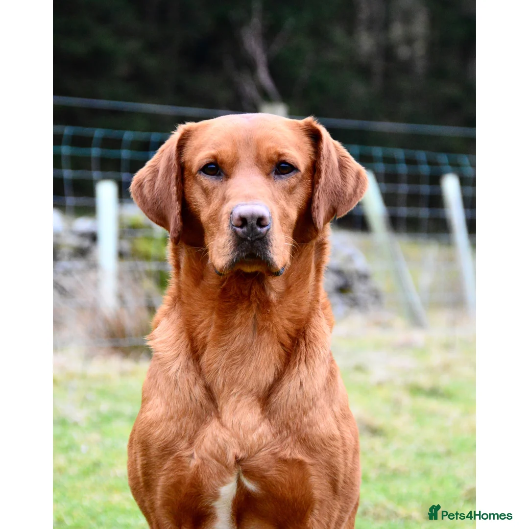 Labrador Retriever dogs for stud: 🔸DARK RED WORKING STUD KC & FULLY HEALTH TESTED🔸 in Hawes - Advert 26