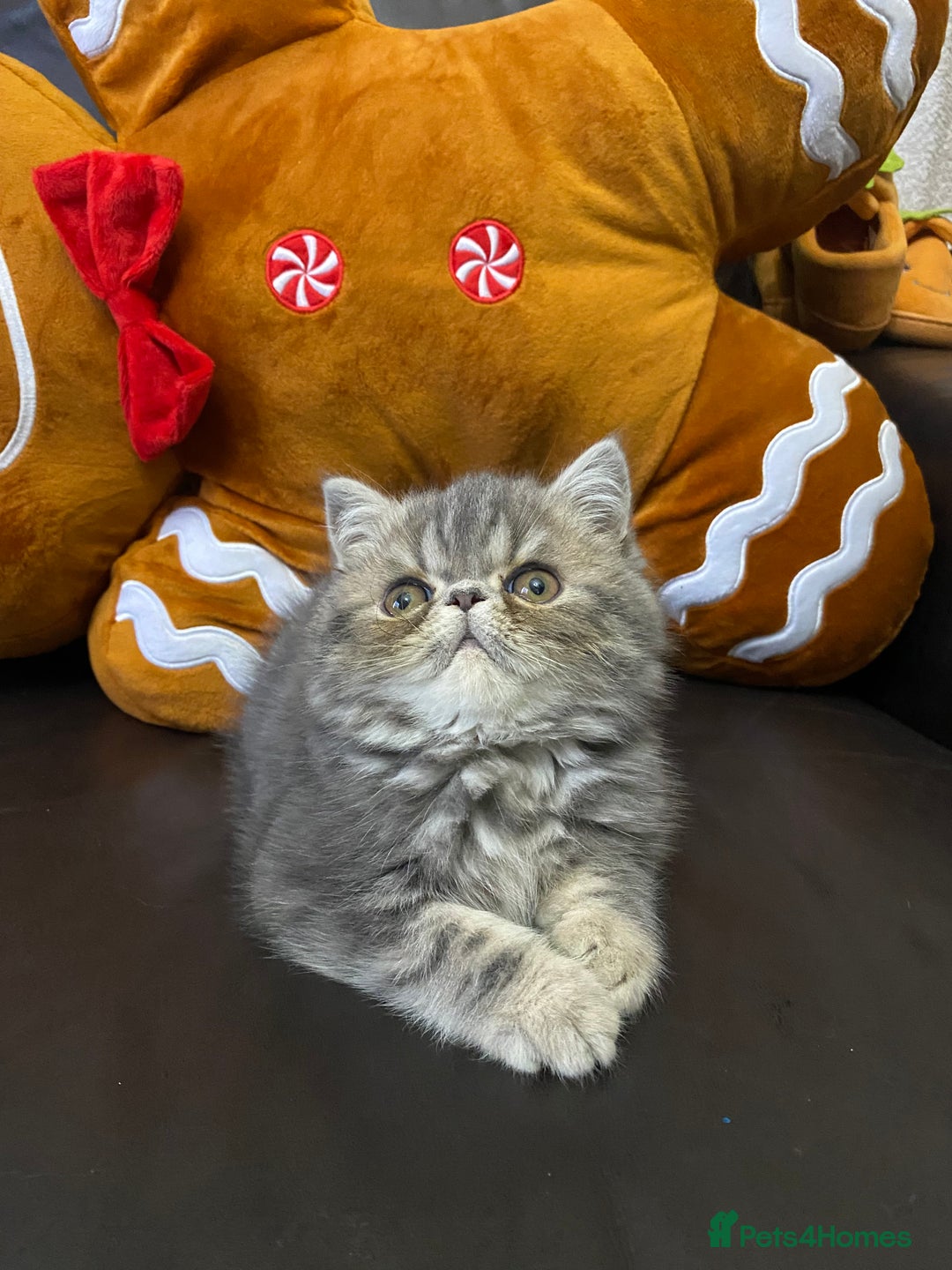 Exotic cats for sale: 1 BABY BOY Exceptional Persian Exotic litter - Advert 13