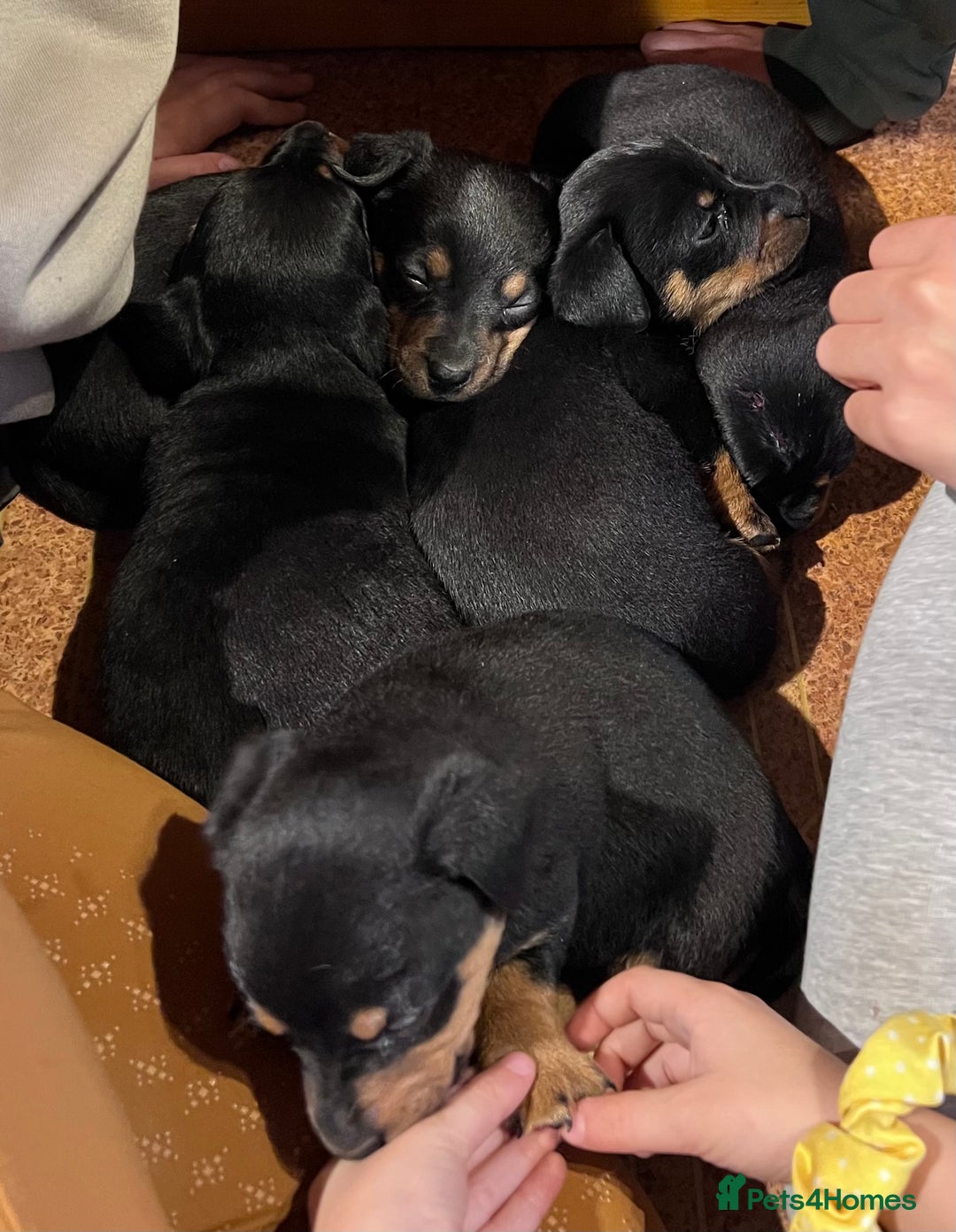 Lancashire Heeler dogs for sale: KC Reg Lancashire Heelers - Advert 2