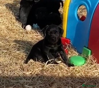 Labrador Retriever dogs Bitch puppy, extensively health tested parents - Advert 5