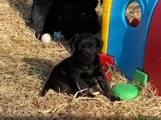 Labrador Retriever dogs Bitch puppy, extensively health tested parents - Advert 5