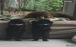 Poodle dogs for sale: Poodle 86% x cavalier DNA tested  - Image 3