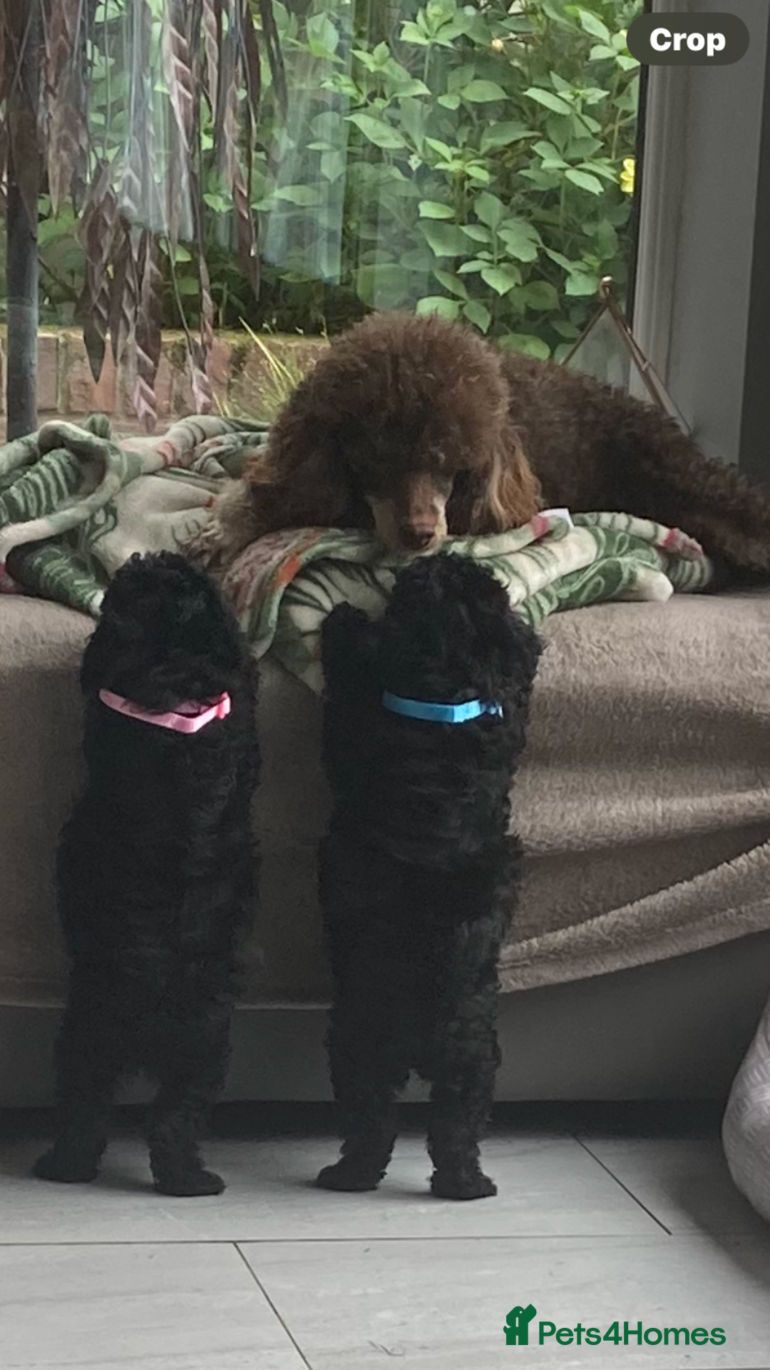 Poodle dogs for sale: Poodle 86% x cavalier DNA tested  - Image 3
