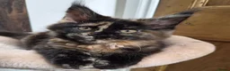 Maine Coon cats for sale: !!LAST TICA REGISTERED MAINE COON!! - Advert 9