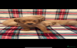 Golden Retriever dogs for sale: KC Registered Golden Retrievers  - Image 16