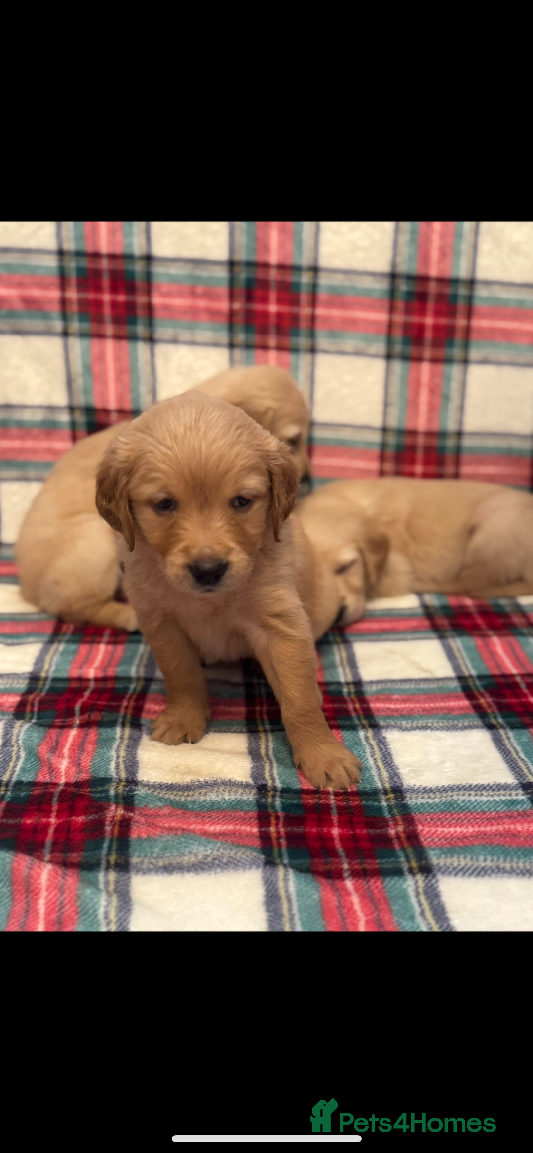 Golden Retriever dogs for sale: KC Registered Golden Retrievers  - Image 16