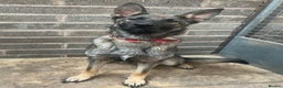 German Shepherd dogs for sale: German shepherd puppy’s kennel club registered  - Advert 4